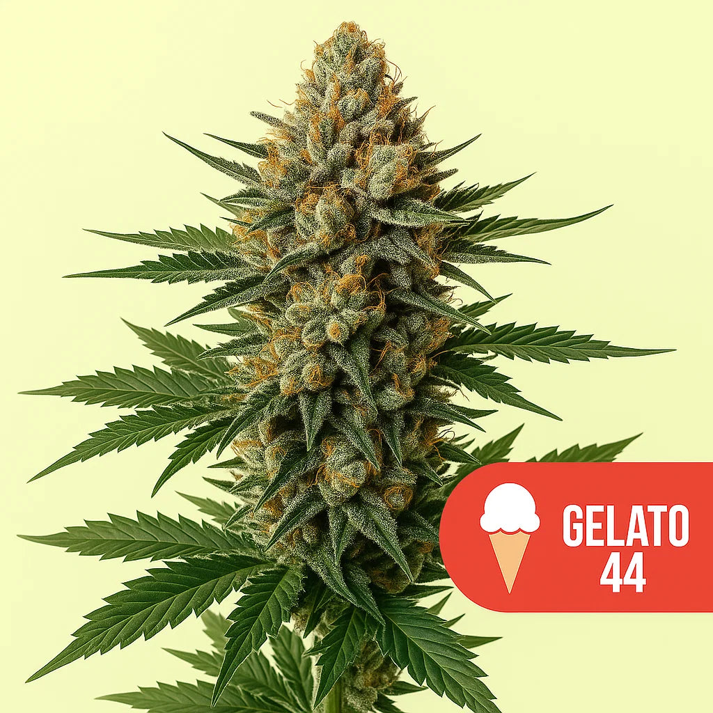 Gelato 44