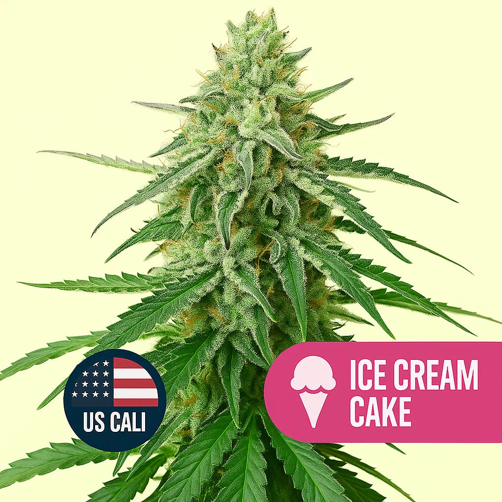 Mysterie THC Samen