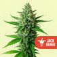 Jack Herer