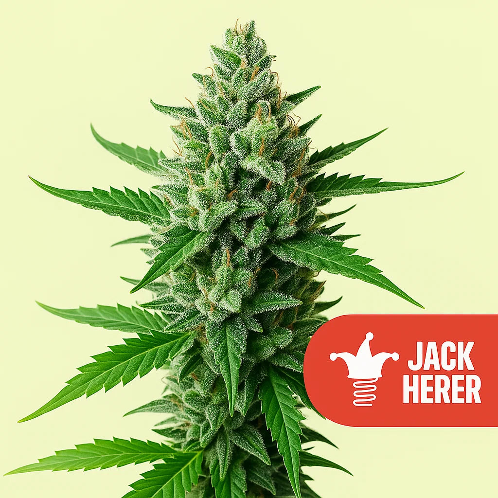 Jack Herer