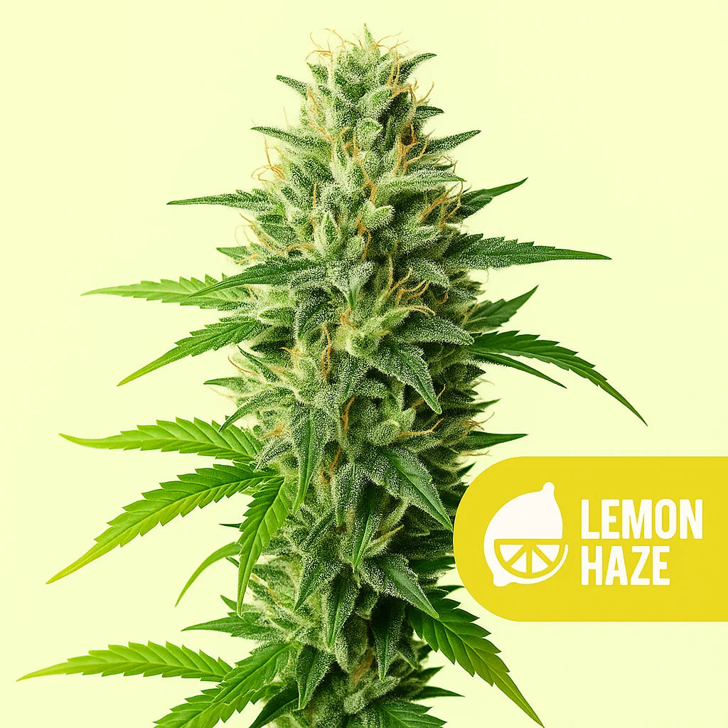 Lemon Haze