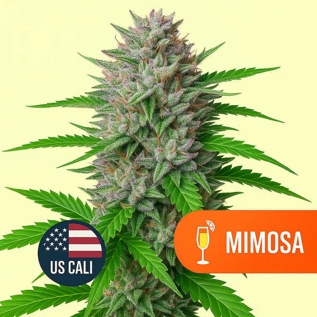 Mimosa US Cali