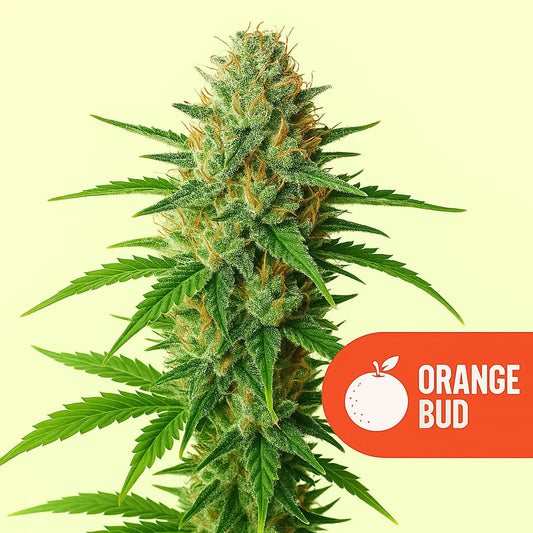 Orange Bud