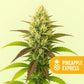 Pineapple Express