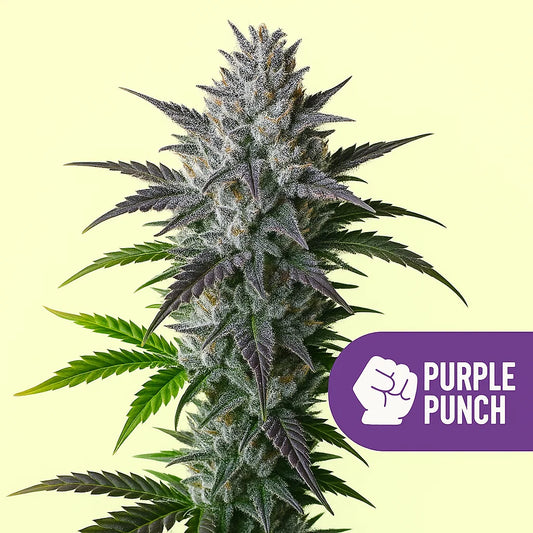 Purple Punch