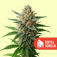 Mysterie THC Samen