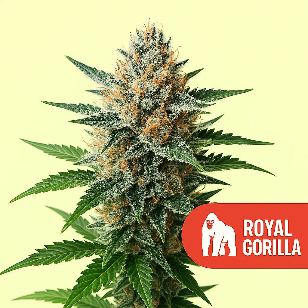 Royal Gorilla