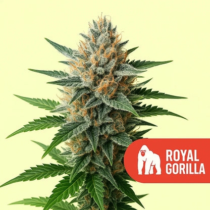 Royal Gorilla