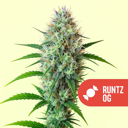 Runtz OG