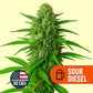 Sour Diesel