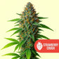 Strawberry Cough