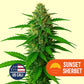 Mysterie THC Samen