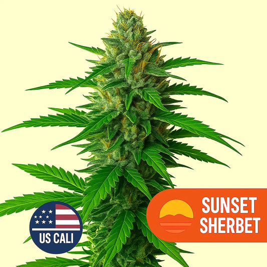 Sunset Sherbet US Cali