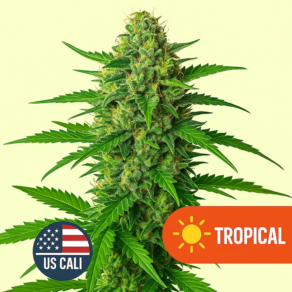 Tropical US Cali