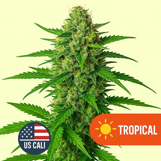 Tropical US Cali