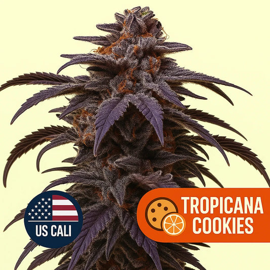 Tropicana Cookies US Cali