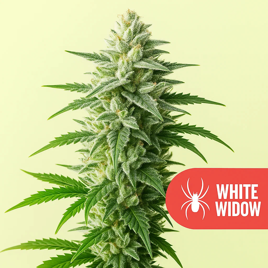 White Widow